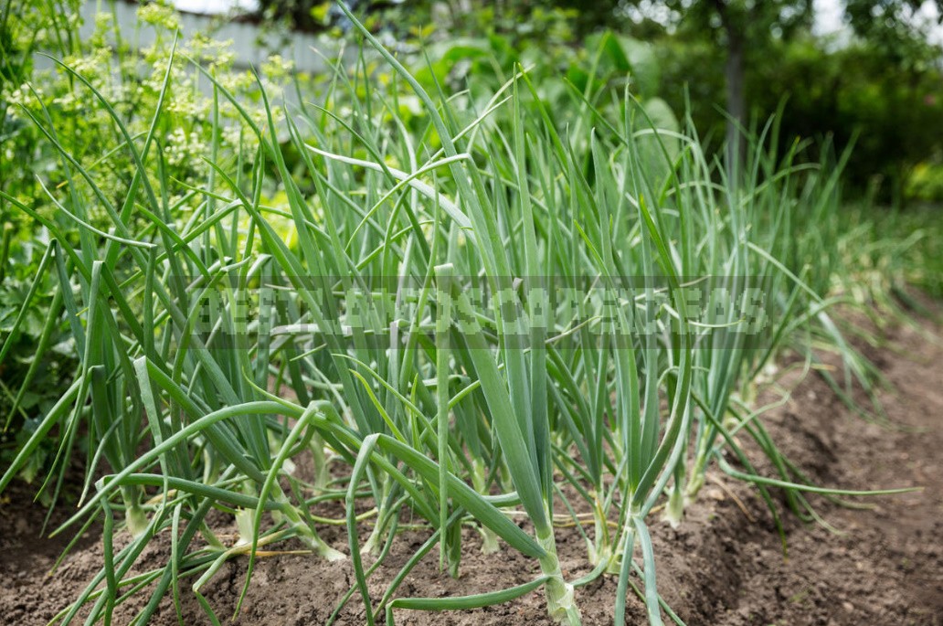 Crop Top Dressing For Onions And Garlic