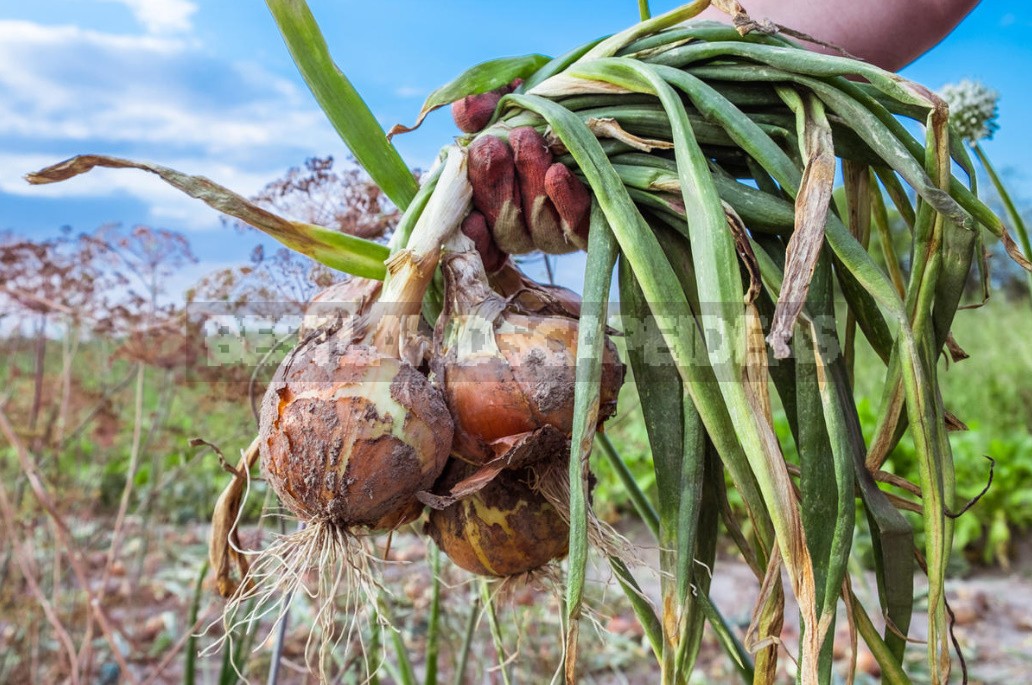 Crop Top Dressing For Onions And Garlic