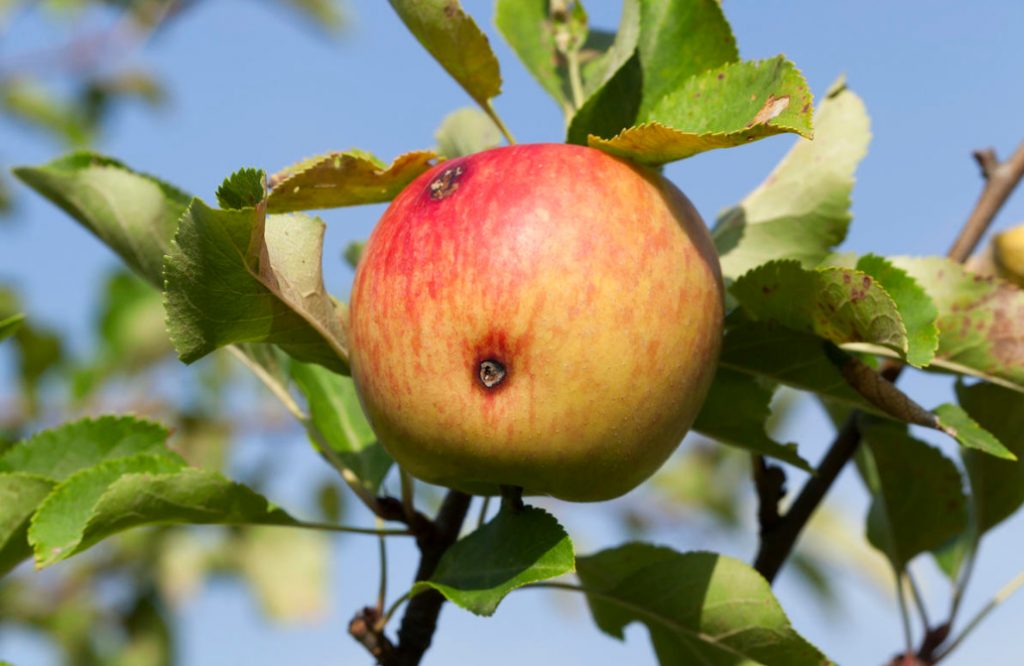 Cydia Pomonella: Methods Of Control And Prevention