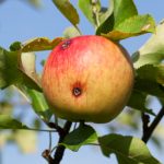 Cydia Pomonella: Methods Of Control And Prevention