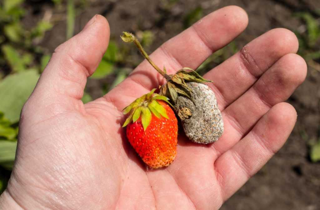 Dangerous Diseases That Live In The Soil. How To Protect Your Garden From Them?