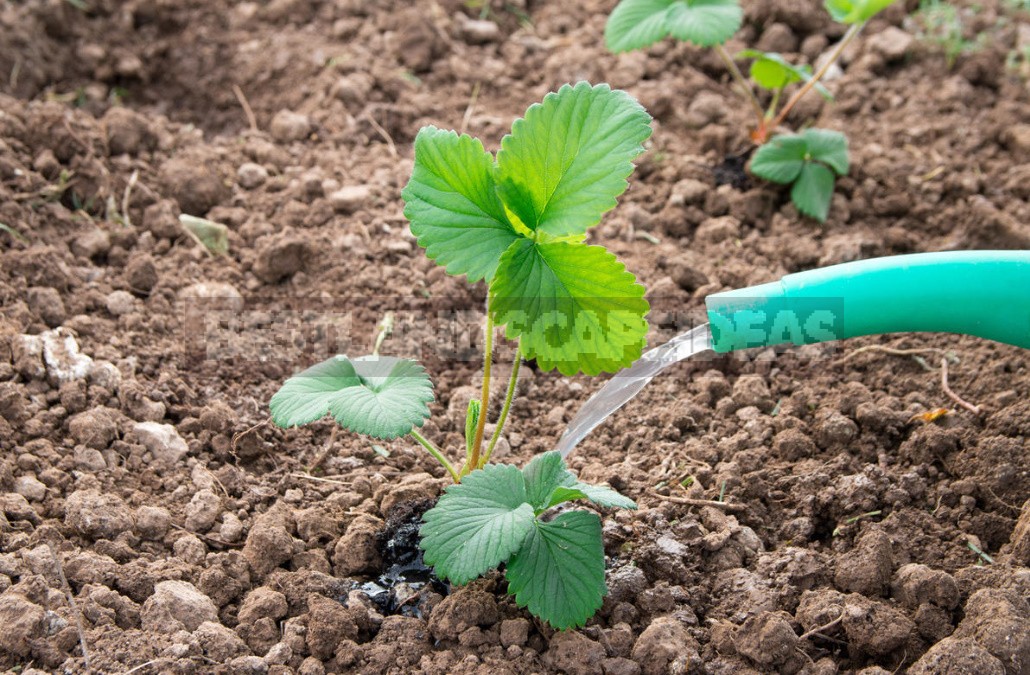 Dangerous Diseases That Live In The Soil. How To Protect Your Garden From Them?