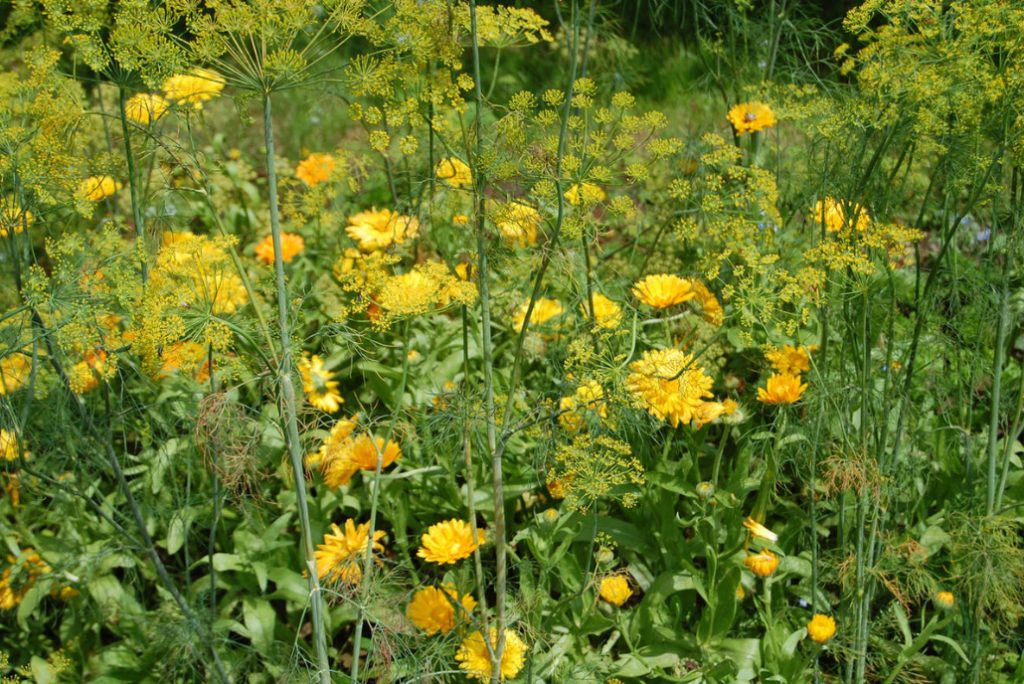 Decorative Garden: Plants In Yellow And Orange Colors (Part 1)
