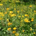 Decorative Garden: Plants In Yellow And Orange Colors (Part 2)