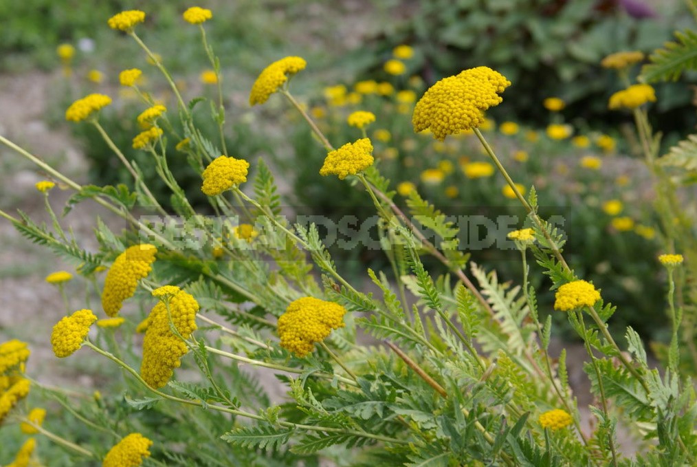 Decorative Garden: Plants In Yellow And Orange Colors (Part 2)