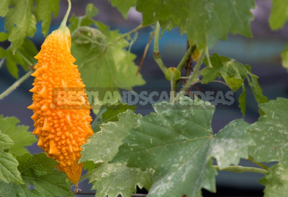 Decorative Garden: Plants In Yellow And Orange Colors (Part 1)