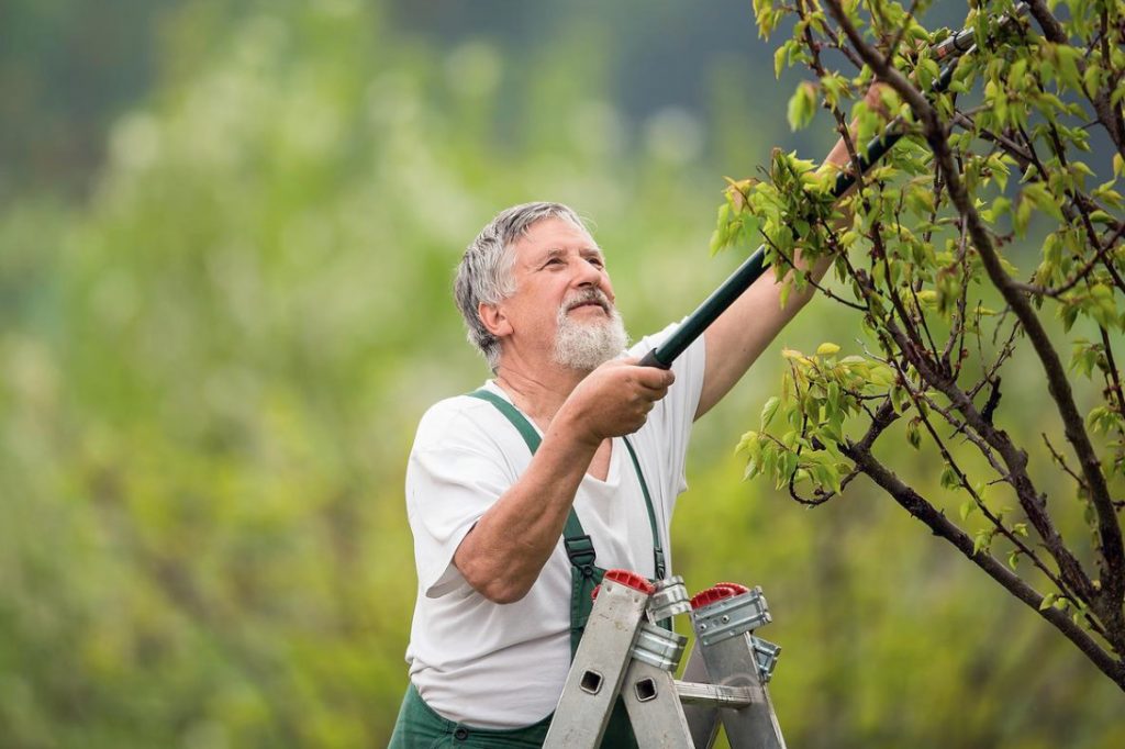 Diseases Of Garden Plants: Symptoms, Causes, Protection