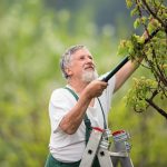 Diseases Of Garden Plants: Symptoms, Causes, Protection