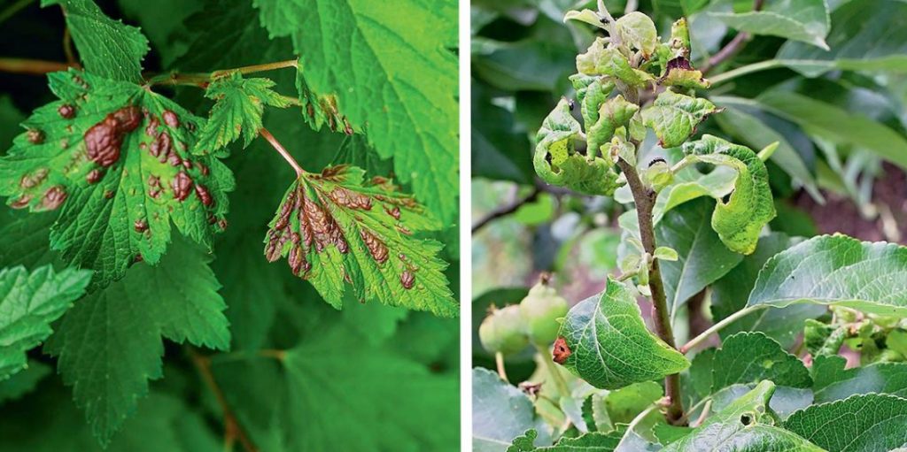 Diseases Of Garden Plants Symptoms, Causes, Protection Best