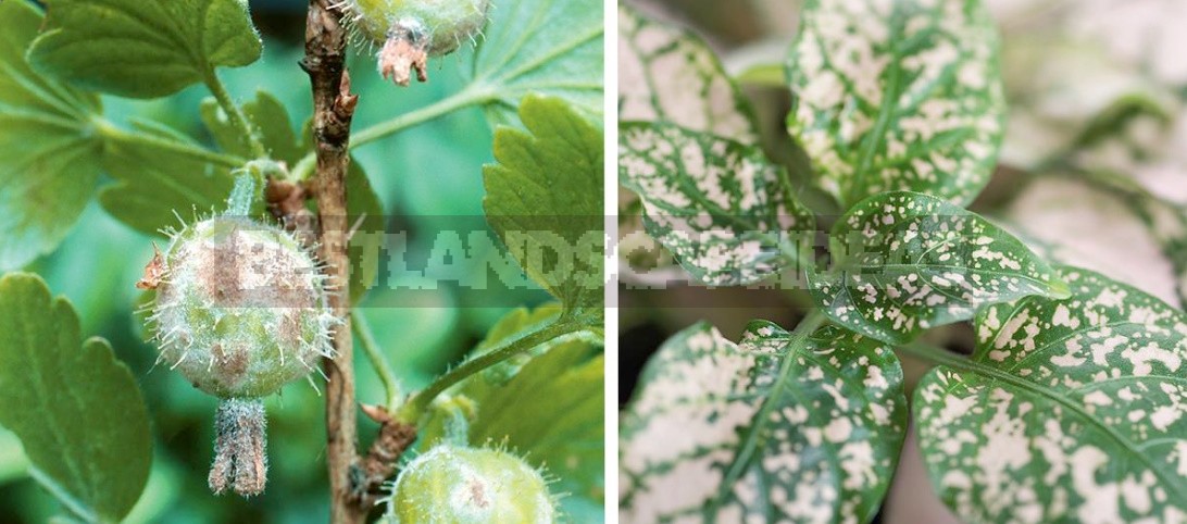Diseases Of Garden Plants: Symptoms, Causes, Protection