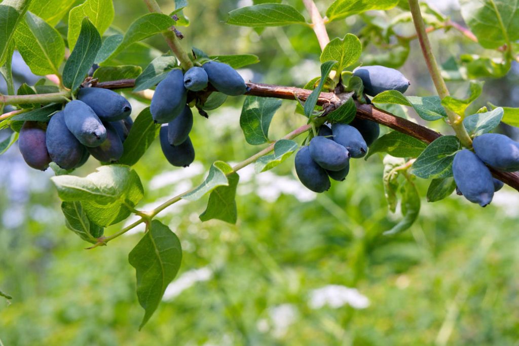 Lonicera Edulis Inhabits Suburban Areas
