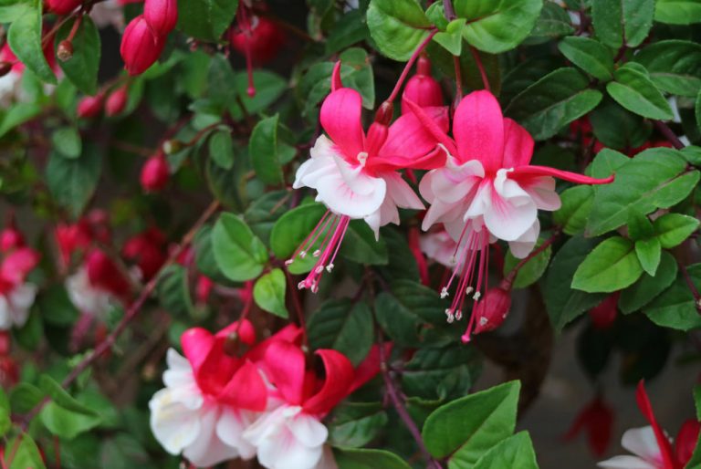 Features Of Growing Fuchsias In The Garden - Best Landscape Ideas