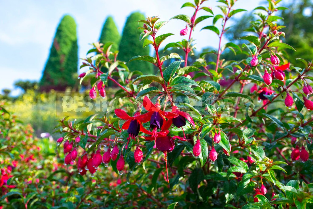 Features Of Growing Fuchsias In The Garden