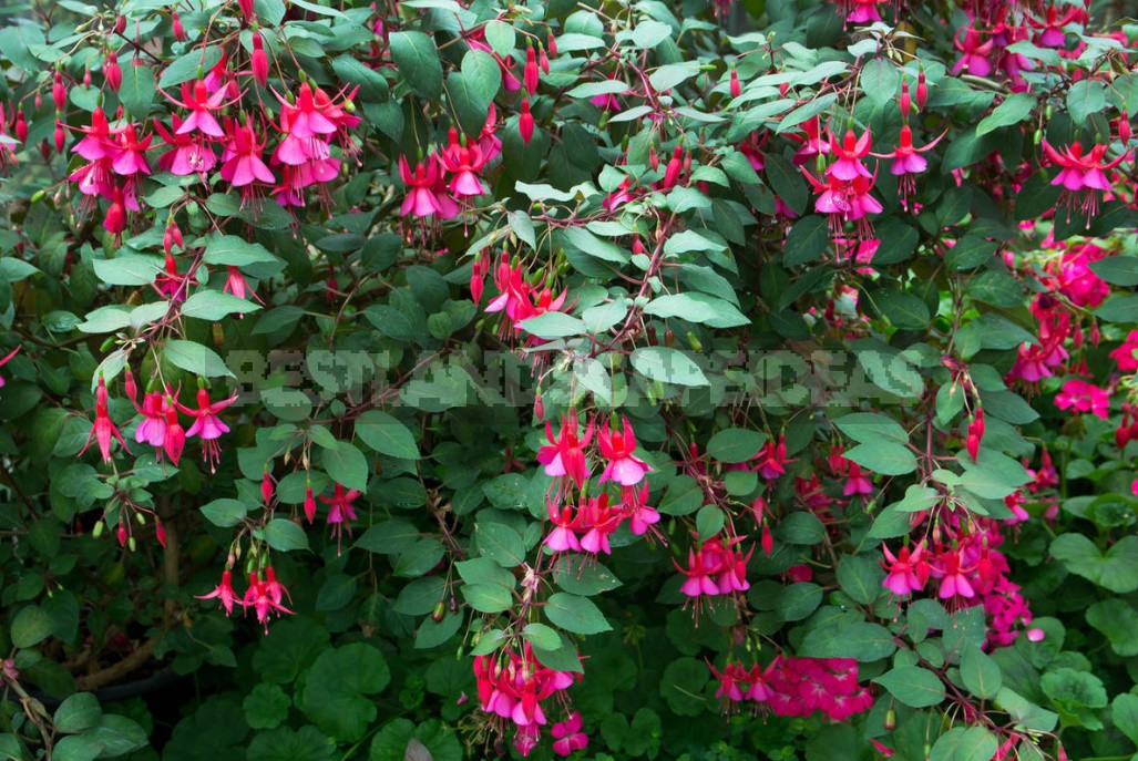 Features Of Growing Fuchsias In The Garden