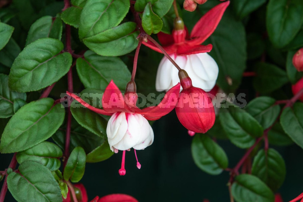 Features Of Growing Fuchsias In The Garden