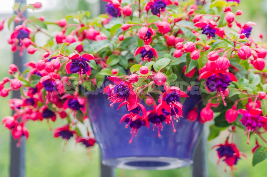 Features Of Growing Fuchsias In The Garden