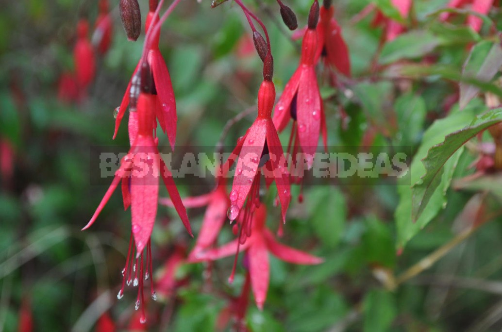 Features Of Growing Fuchsias In The Garden