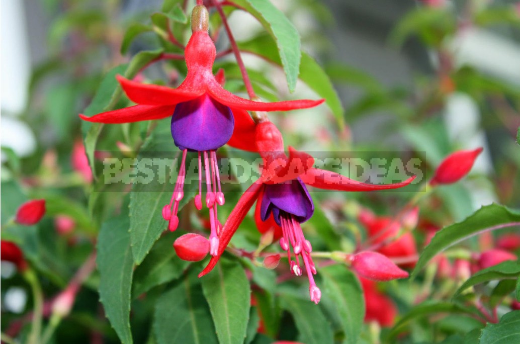 Features Of Growing Fuchsias In The Garden