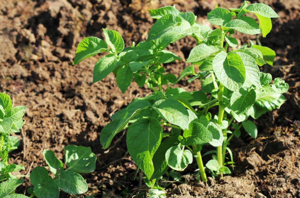Fertilization Of Potatoes: The Rules And Terms Of Dressing (Part 2)