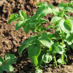 Fertilization Of Potatoes: The Rules And Terms Of Dressing (Part 1)
