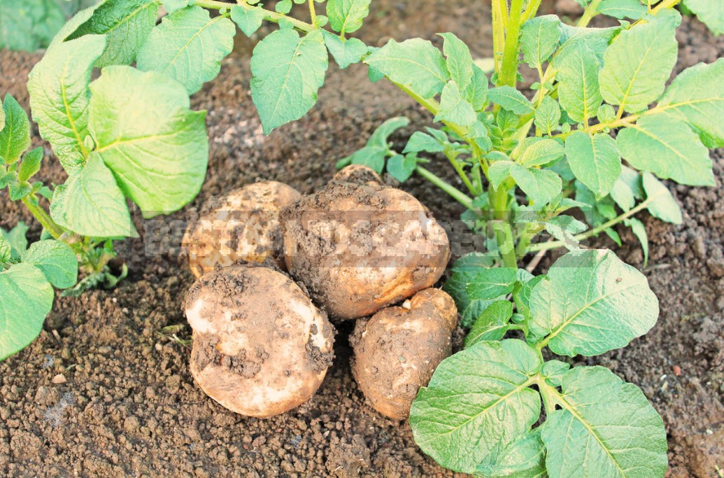 Fertilization Of Potatoes: The Rules And Terms Of Dressing (Part 1)