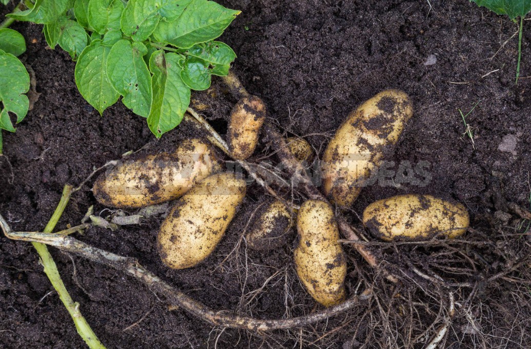 Fertilization Of Potatoes: The Rules And Terms Of Dressing (Part 1)