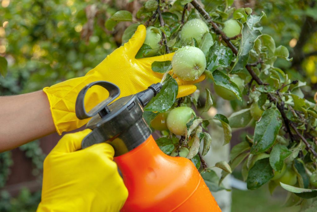 Garden Treatment From Diseases And Pests (Part 1)