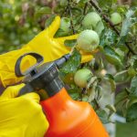 Garden Treatment From Diseases And Pests (Part 2)