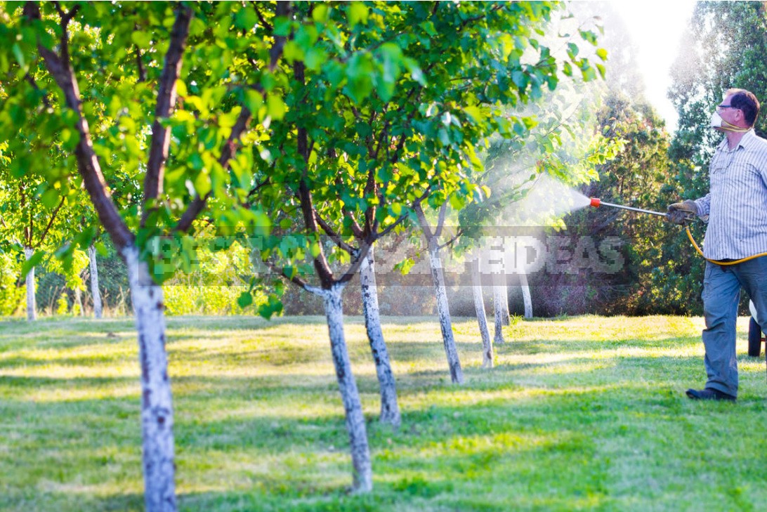 Когда можно брызгать деревья. Обработка сада весной Shutterstock. Огород после урагана. Штука которой брызгают деревья.