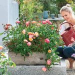 Garden Roses In Pots: Features Of Care And Composition
