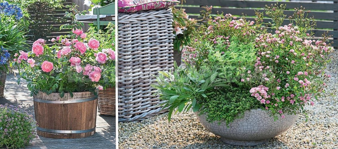 Garden Roses In Pots: Features Of Care And Composition
