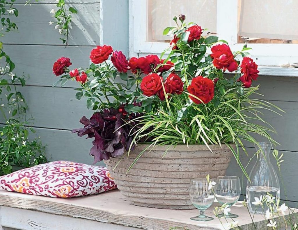 Garden Roses In Pots Features Of Care And Composition Best Landscape Ideas