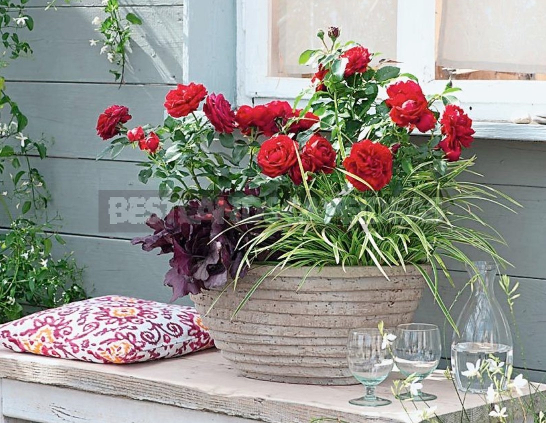 Garden Roses In Pots: Features Of Care And Composition