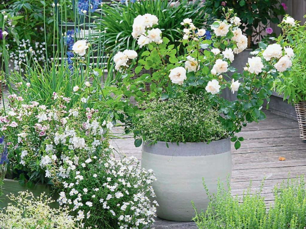 Garden Roses In Pots Features Of Care And Composition Best Landscape
