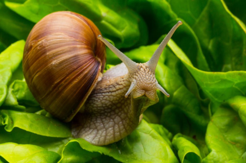 Helix Pomatia On The Site: Ways To Fight (Part 2)