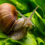 Helix Pomatia On The Site: Ways To Fight (Part 1)