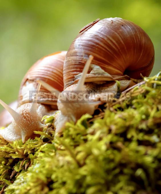 Helix Pomatia On The Site: Ways To Fight (Part 2)