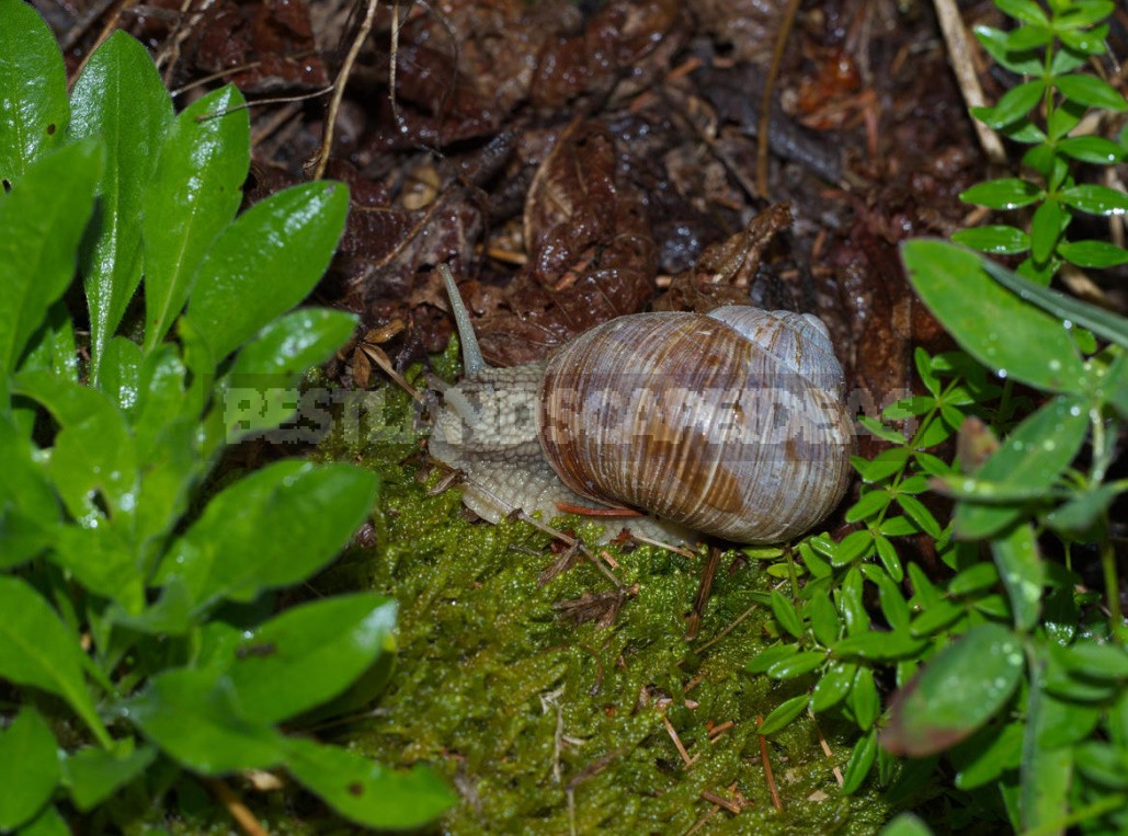 Helix Pomatia On The Site: Ways To Fight (Part 2)