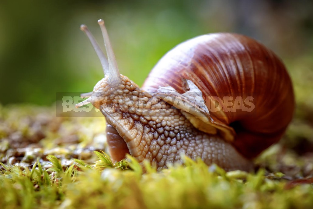 Helix Pomatia On The Site: Ways To Fight (Part 2)