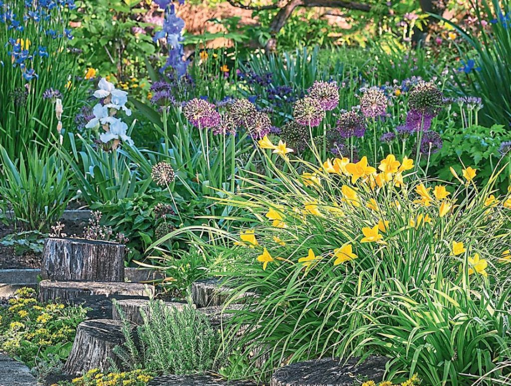 Hemerocallis In Flower Beds: Varieties, Partners, Care