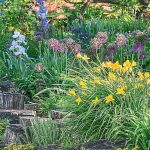 Hemerocallis In Flower Beds: Varieties, Partners, Care