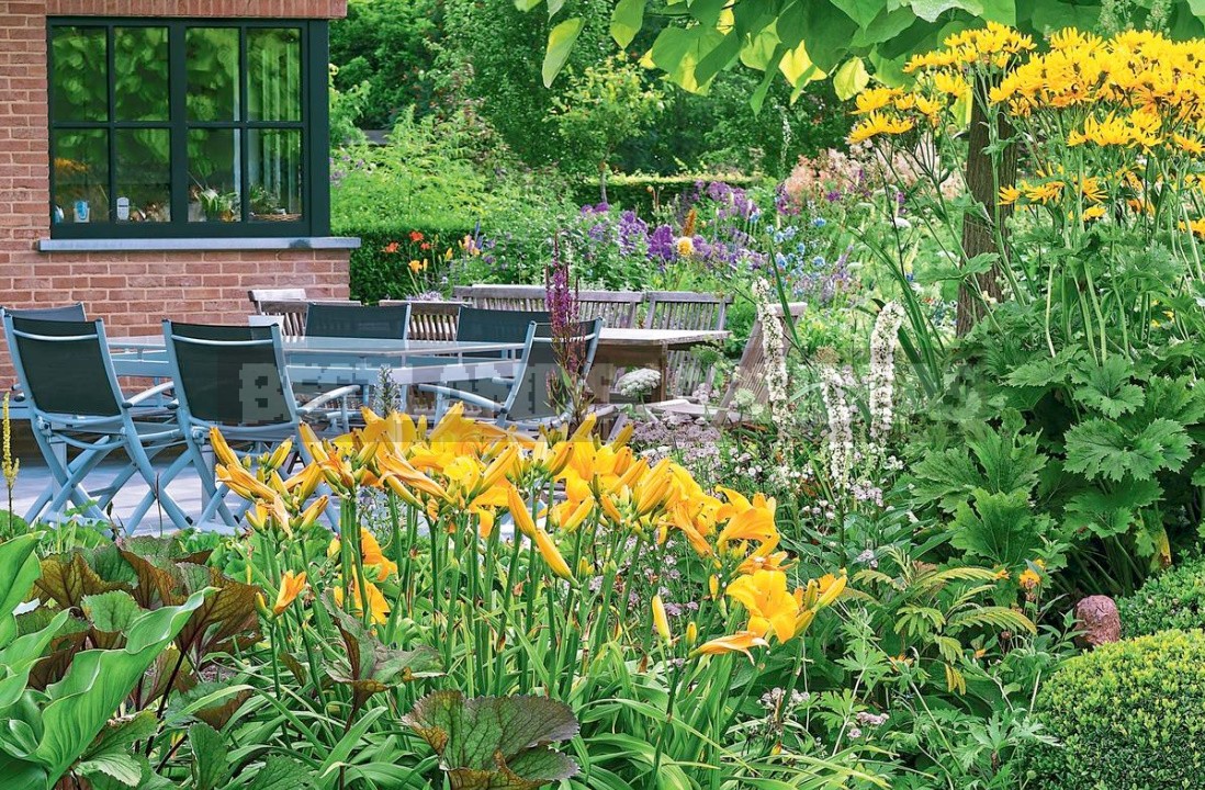 Hemerocallis In Flower Beds: Varieties, Partners, Care