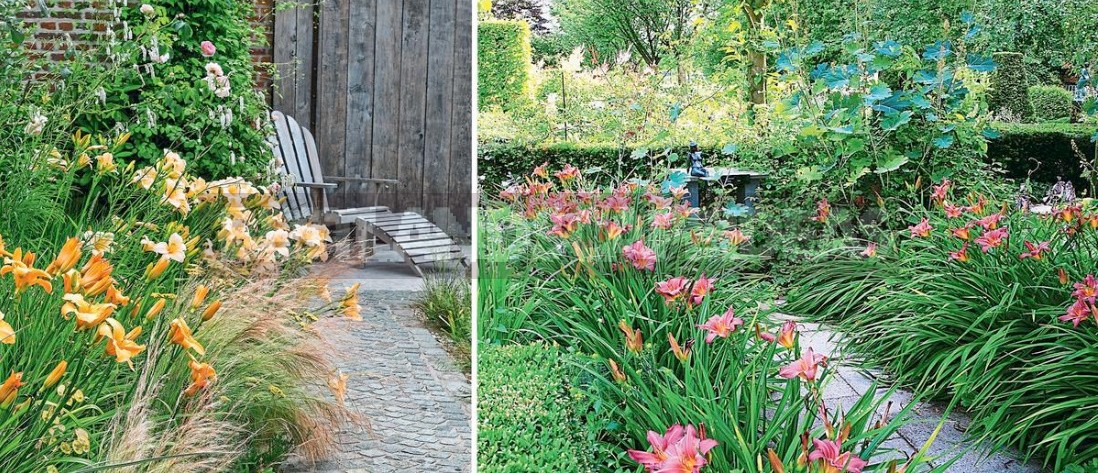 Hemerocallis In Flower Beds: Varieties, Partners, Care