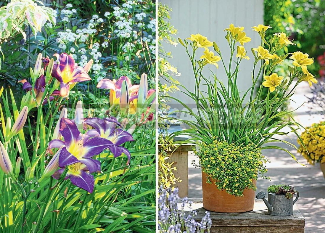 Hemerocallis In Flower Beds: Varieties, Partners, Care