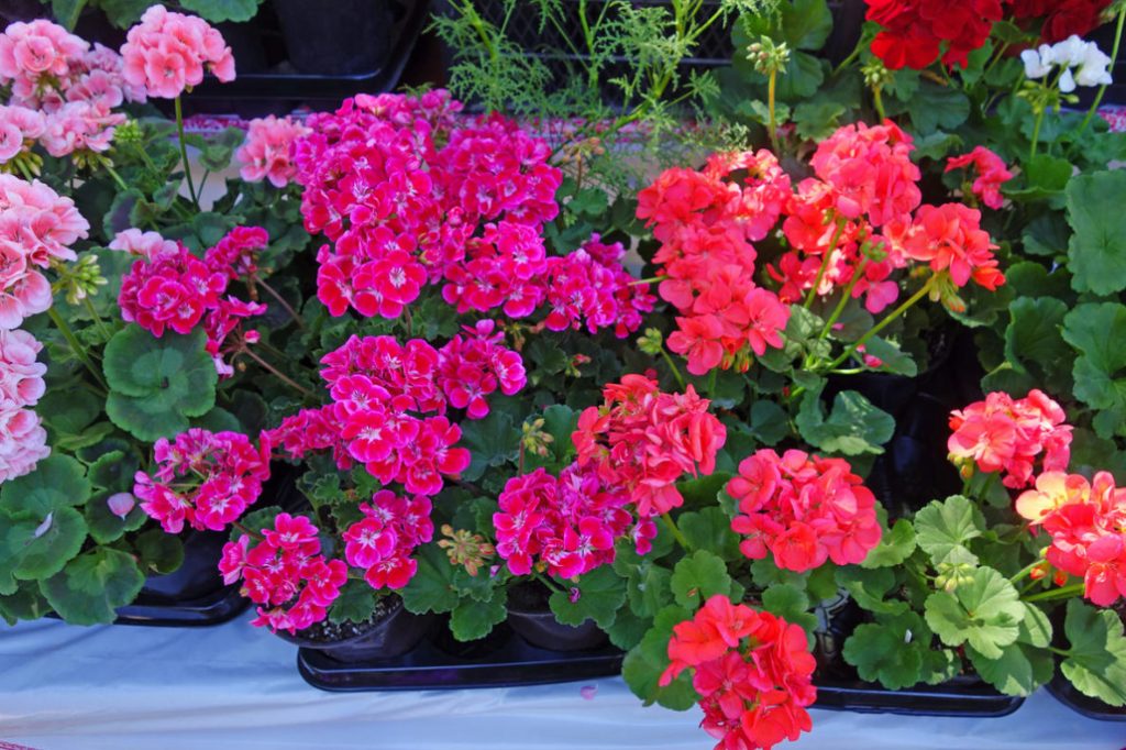 How I Propagate Pelargonium And Preserve It In Winter