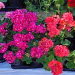 How I Propagate Pelargonium And Preserve It In Winter