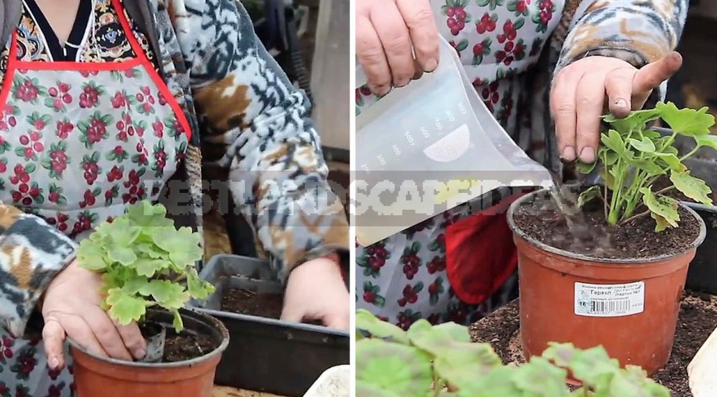How I Propagate Pelargonium And Preserve It In Winter