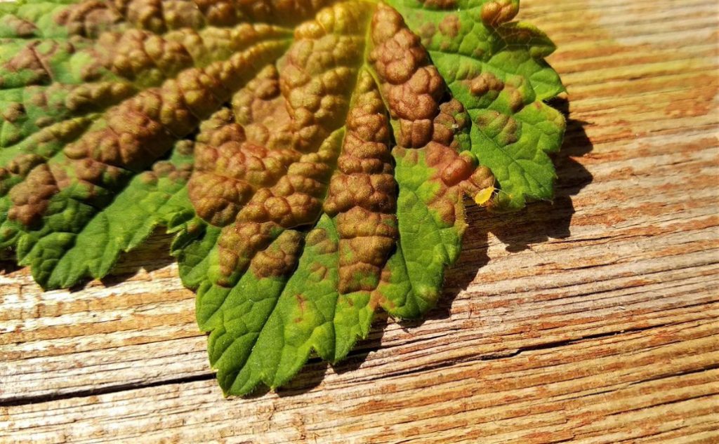 How To Get Rid Of Aphids On Currant (Part 1)