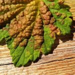 How To Get Rid Of Aphids On Currant (Part 1)