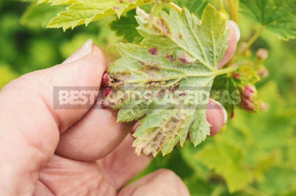 How To Get Rid Of Aphids On Currant (Part 2)